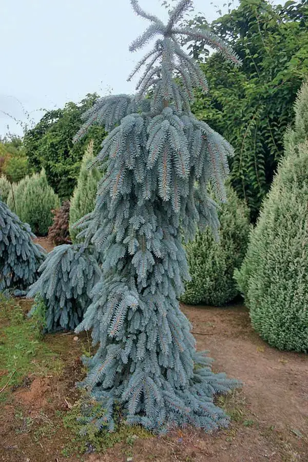 The cost of your landscape project can increase if you choose premium plantings like this blue spruce.