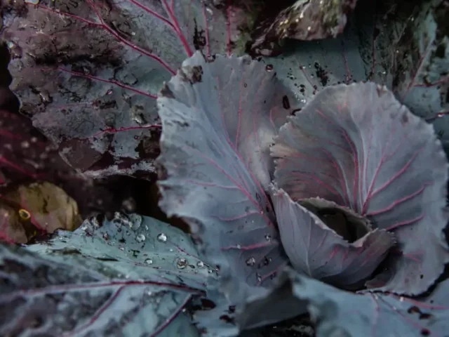 softscape edible gardens and herb border