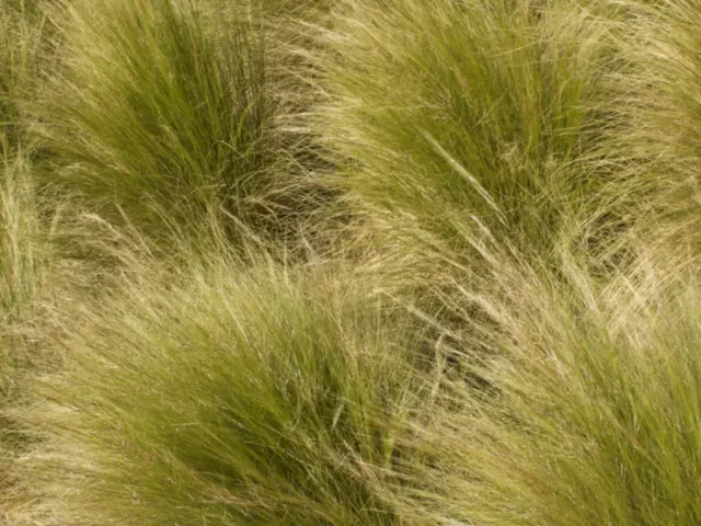 softscape native grasses and drought tolerant plantings