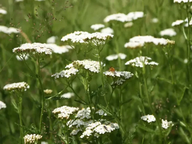softscape perennial flower bed
