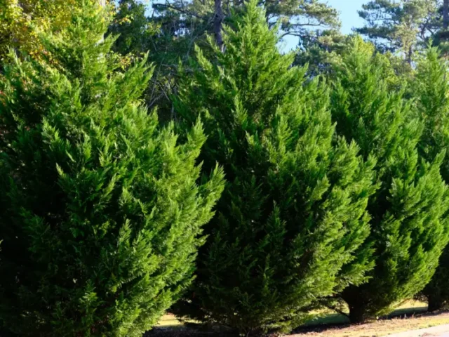 softscape privacy hedges and living screen