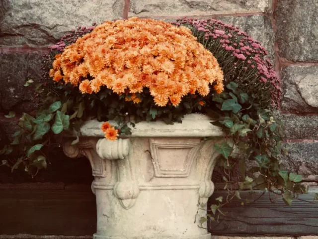 softscape seasonal color installations