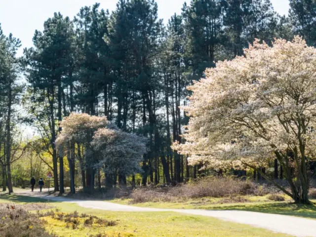 softscape shade trees and ornamental tree