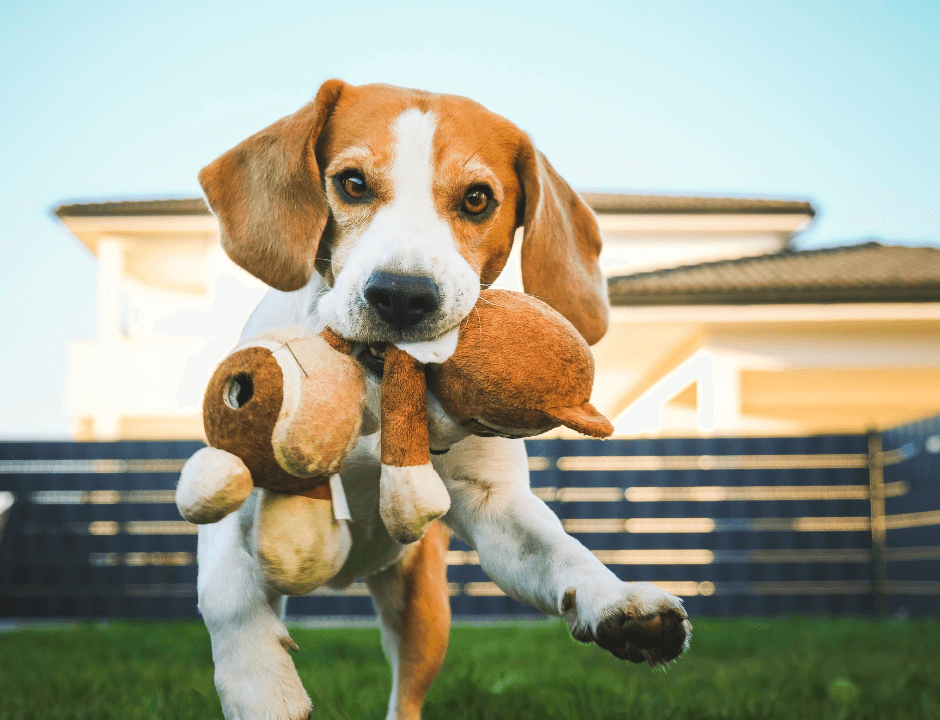 Pet-Friendly Landscaping Ideas
