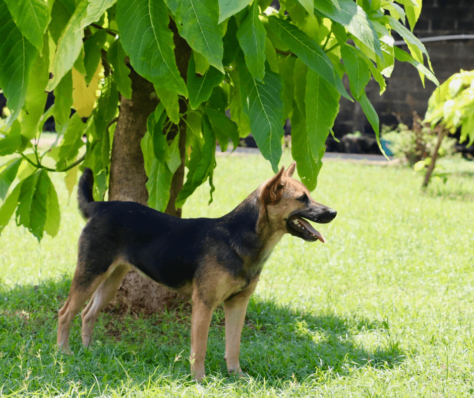 Custom doghouse nestled under trees in a pet-friendly landscaped yard