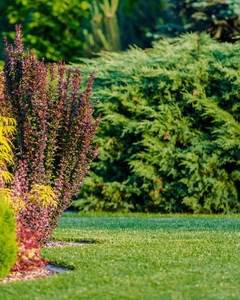 Low-maintenance backyard landscape with decorative rock and native plants