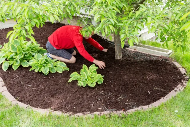 landscape install in parker